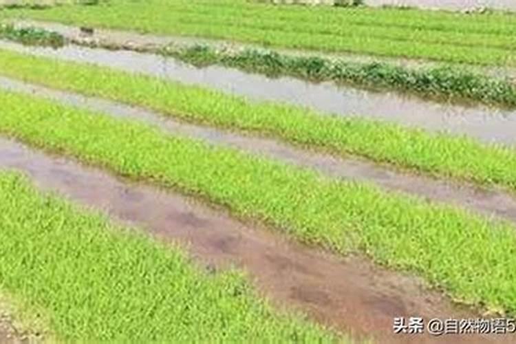 稻种下田后多久能发芽？