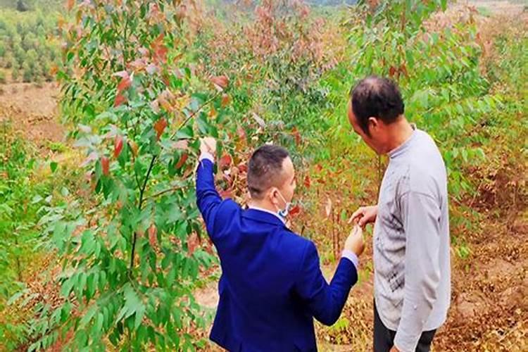 桉树施肥的正确方法