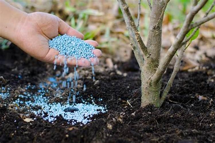 发财树浇什么肥料合适