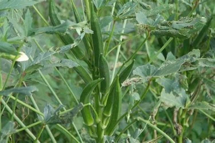 秋葵在什么时候施肥 秋葵移植后施什么肥好