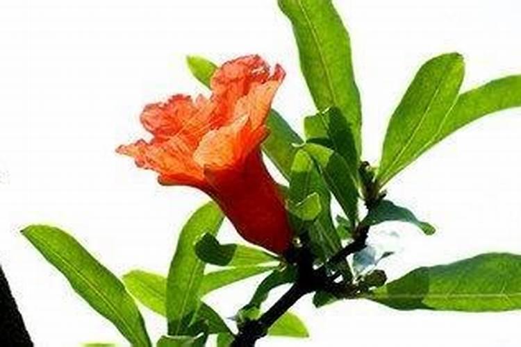 石榴开花时能浇水吗