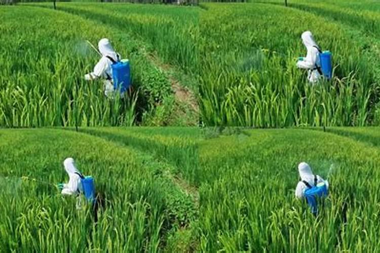 水稻幼苗健壮在苗床期需要使用什么水溶肥