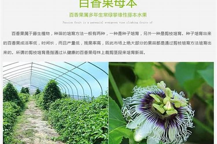 芸苔素的作用和使用方法