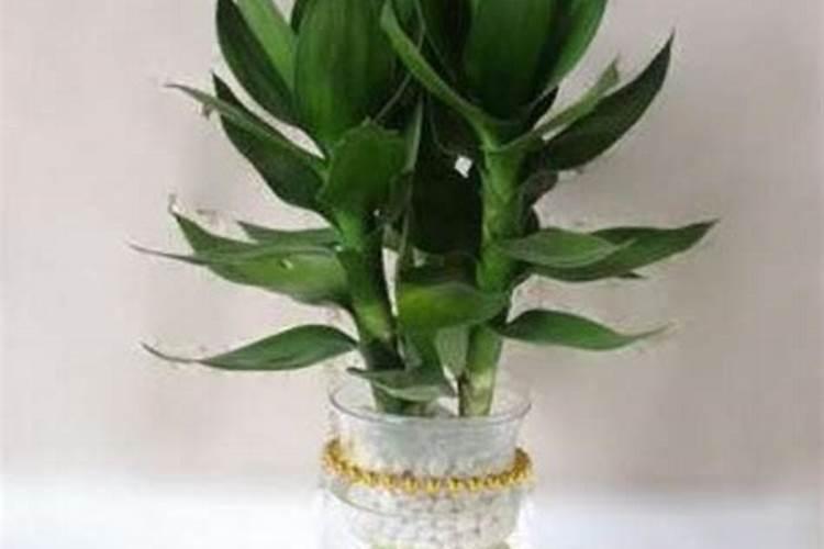 红观音竹的养殖方法和注意事项