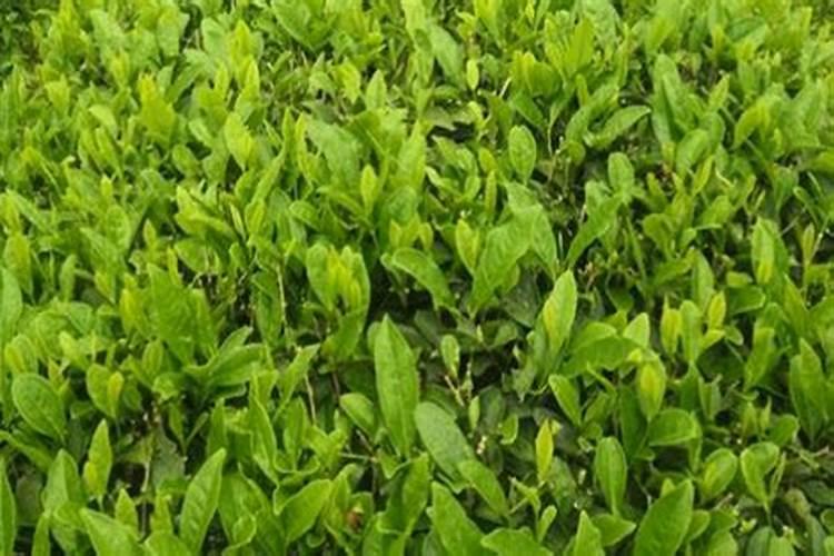 硕丰481芸苔素使用方法 硕丰481芸苔素如何使用