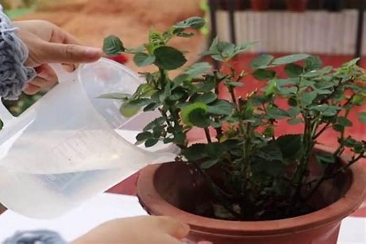 月季冬季施肥方法