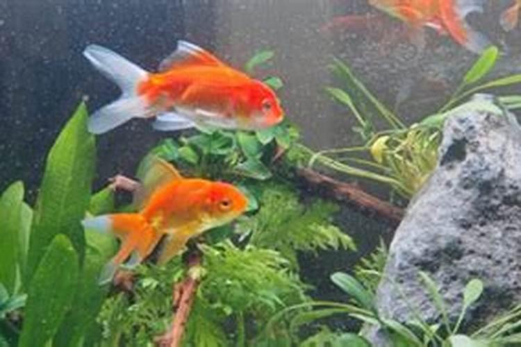 高温天气鱼塘需要补充什么肥料