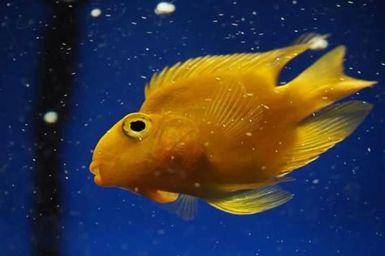 养鱼稻田如何施用氮肥