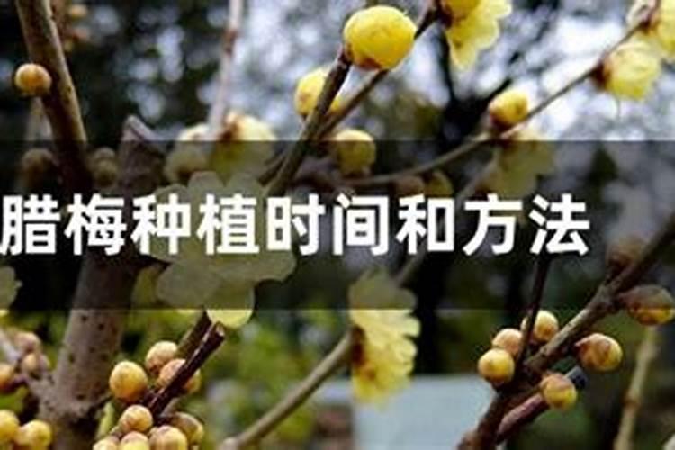 盆栽腊梅什么时候施肥
