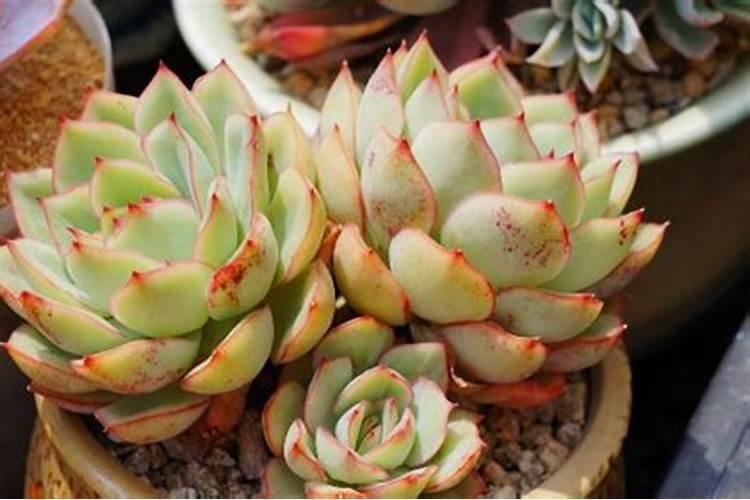 多肉植物能喷磷钾肥吗