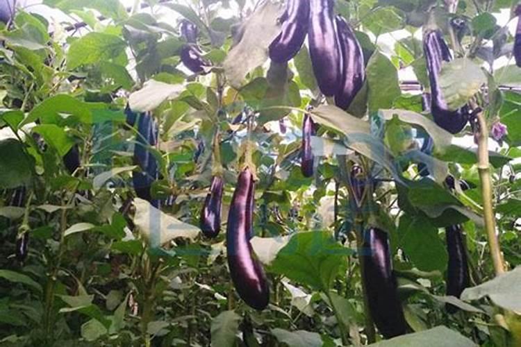 茄子高产用什么叶面肥好？茄子促花保果根茎块膨大素？