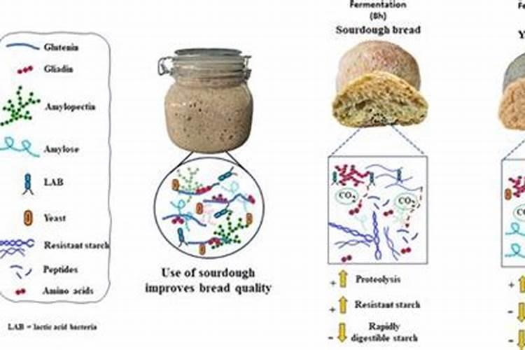 鱼蛋白自制配方