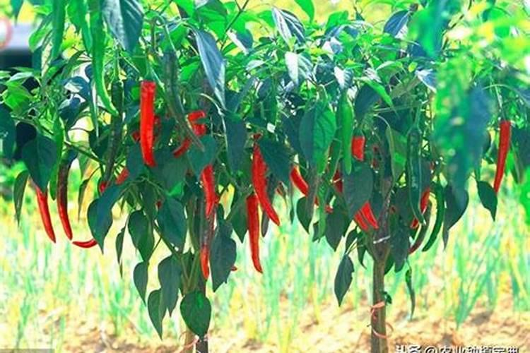 辣椒盛果期施什么肥好 适宜温度是多少