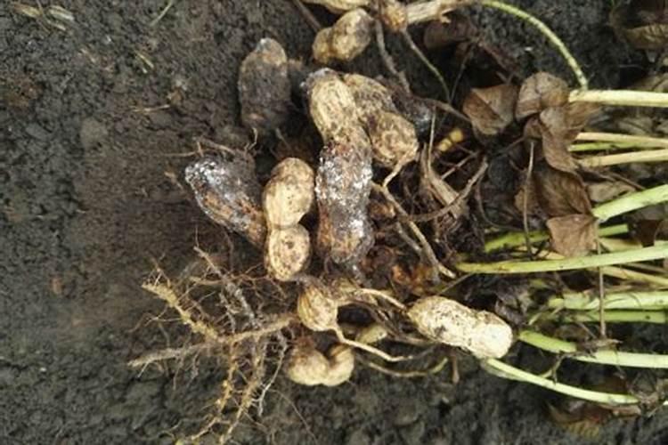 吴茱萸矮小不长缺什么肥料？