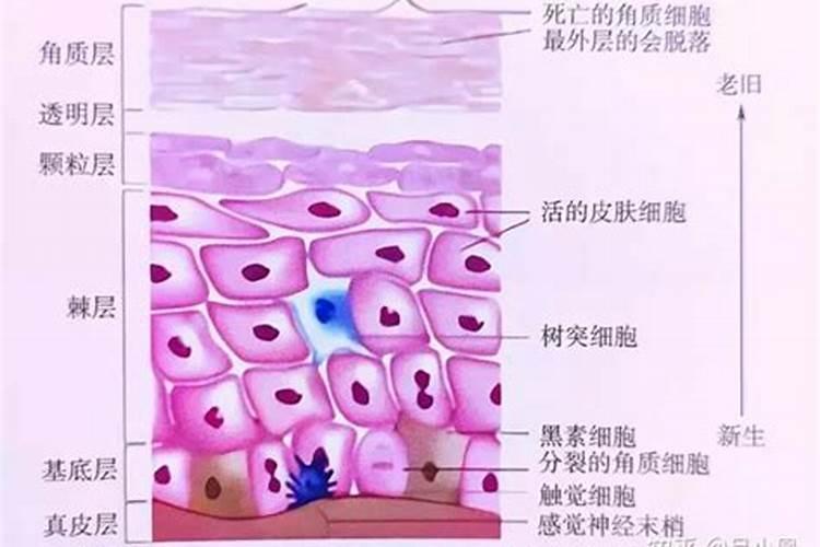 增厚皮肤角质层小妙招是什么