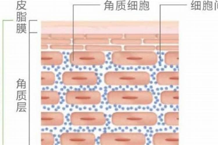 怎样增加角质层厚度 增加角质层厚度的方法