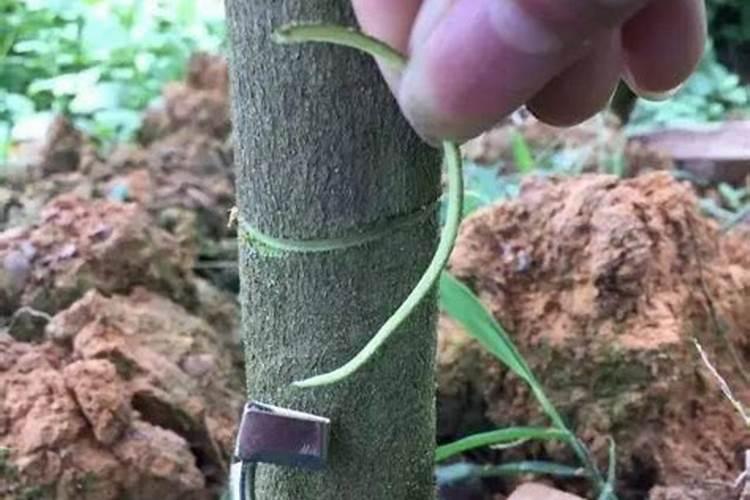 柑橘环割过重树都黄了!该怎么补救呢？