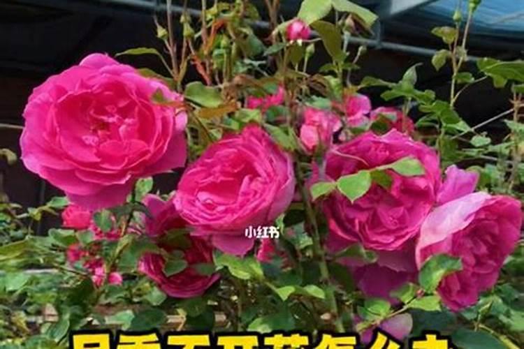 哪些花适用氮肥