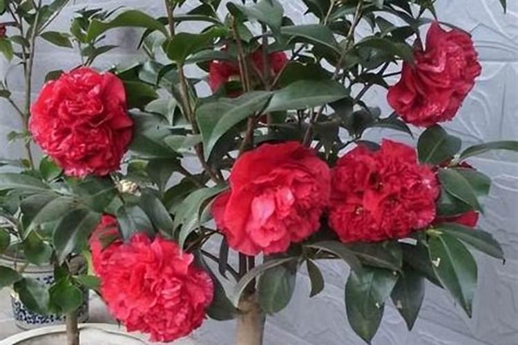 茶花施什么肥最好