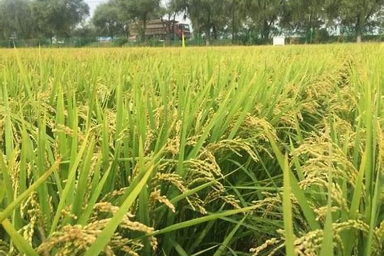 为什么泰国香米做出来的煲仔饭,味道要比普通大米更好？