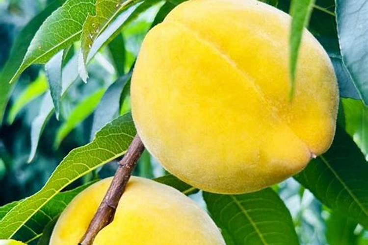 桃树叶面肥如何用磷酸二氢钾