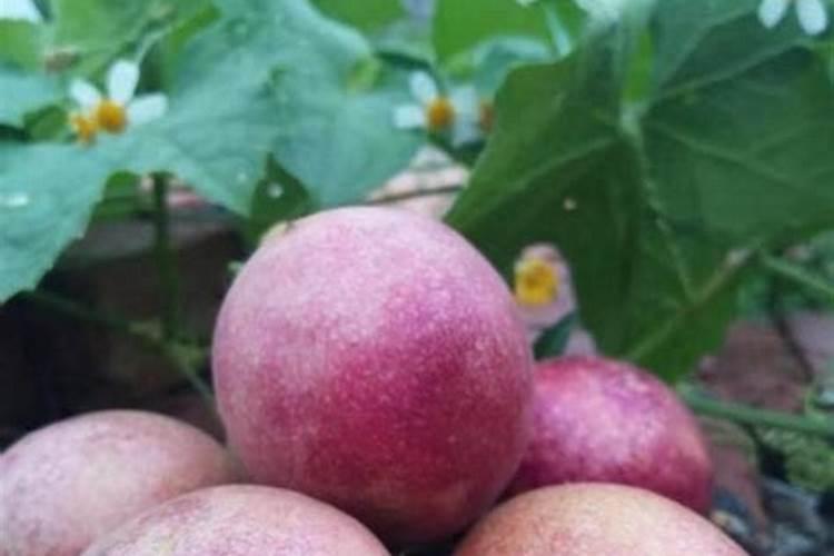 百香果施什么肥果实才能长的大