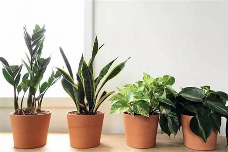 绿叶植物用什么肥料