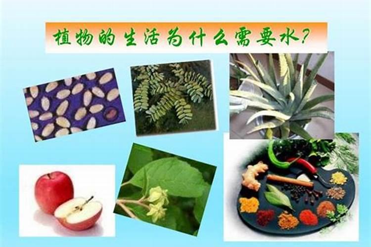 绿色植物最好的肥料是什么？