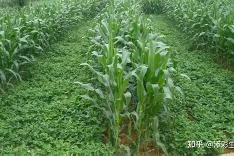 花卉有机肥如何使用