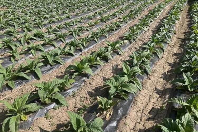 烤烟种植技术与方法