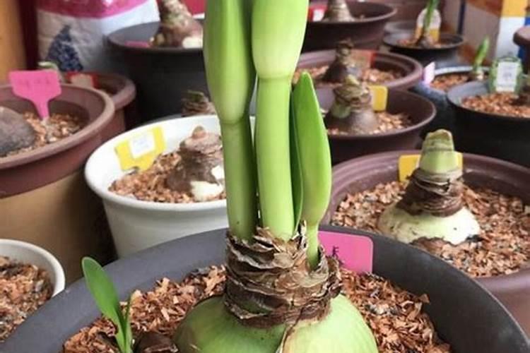 朱丹红花怎么养图片,朱丹红花怎么养,朱丹红花怎么养