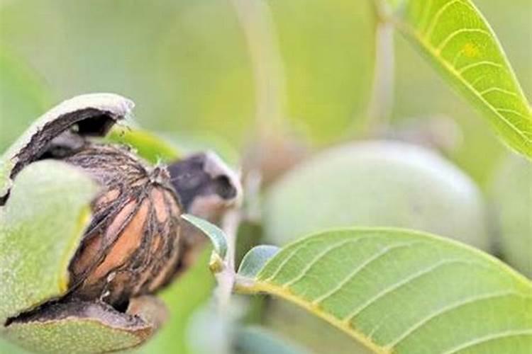 芸苔素控旺使用方法