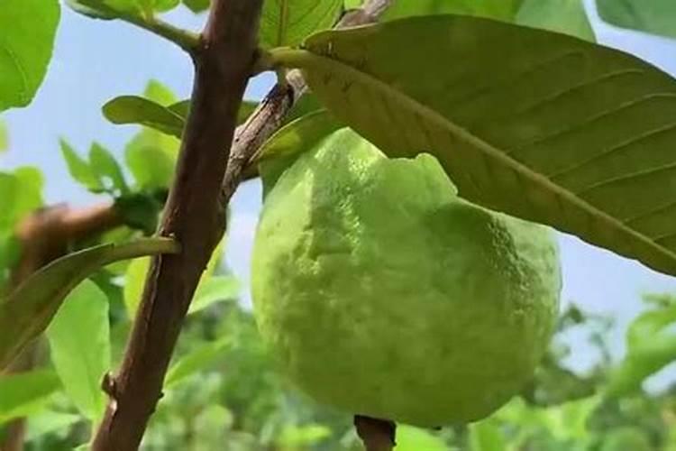 番石榴施什么肥最甜