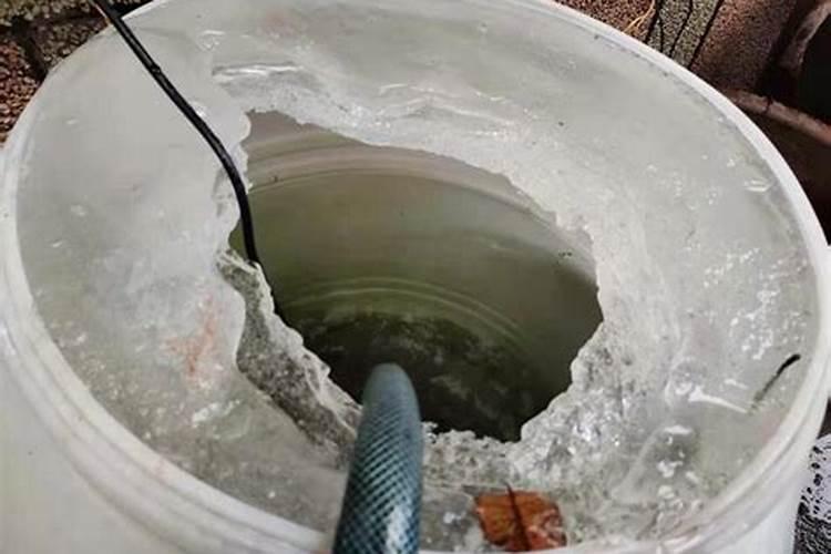 冷冻鱼为什么可以活