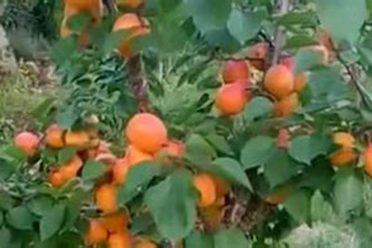 果树喷药和叶面肥6小时后下雨药液有无影响？