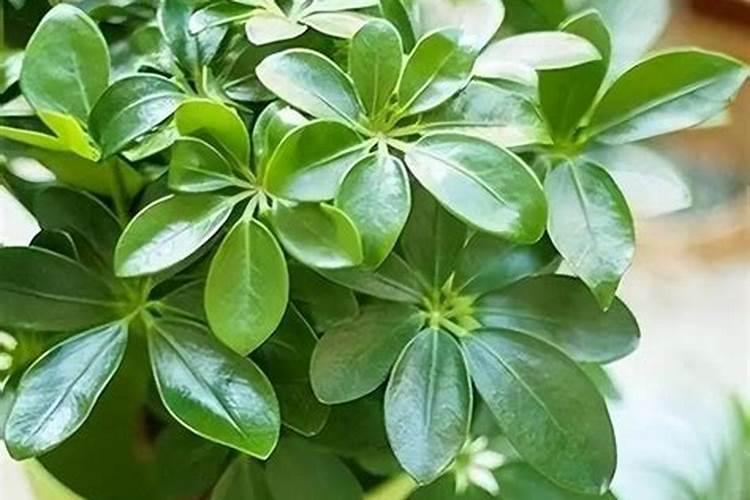 如何让花叶更绿