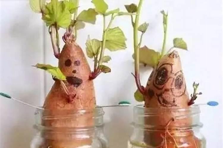 地瓜施肥方法和注意事项 红薯如何施肥应注意哪些