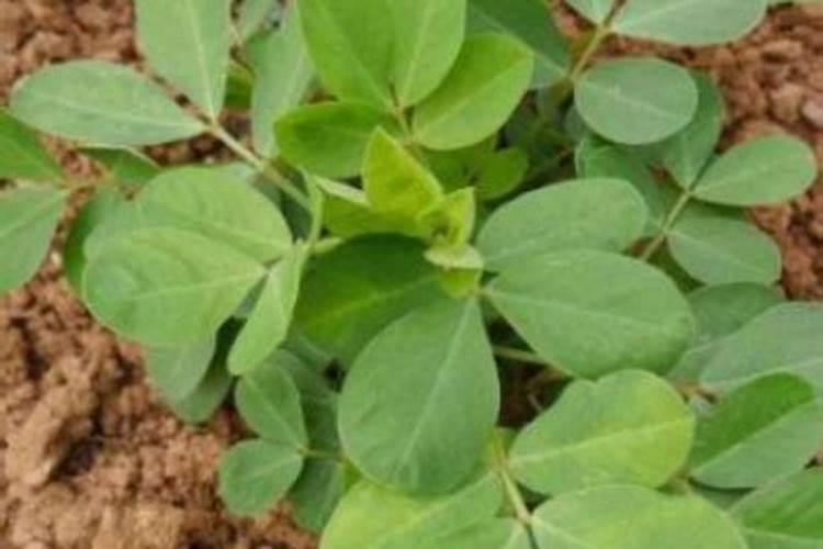 种植花生,怎样达到高产？