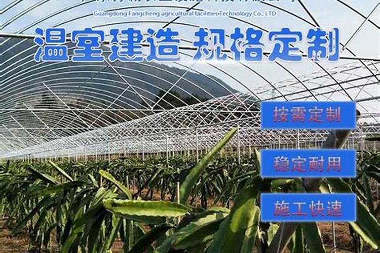 火龙果的越冬管理措施,有效提高来年火龙果产量