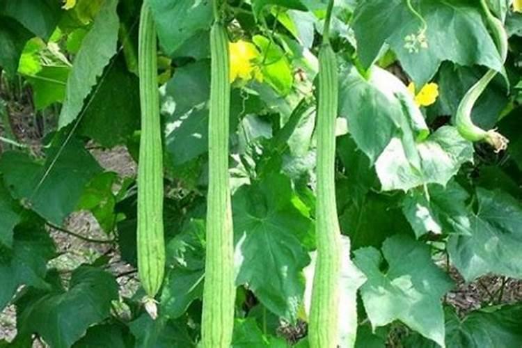 丝瓜黄叶死苗烂根如何处理,丝瓜叶枯叶霉病用什么好,丝瓜重茬根腐咋整...