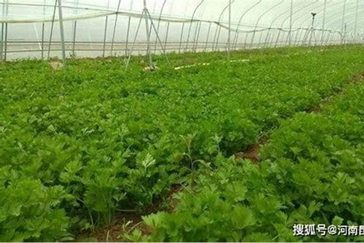 矿源黄腐酸钾怎么使用？土壤问题怎么改良？