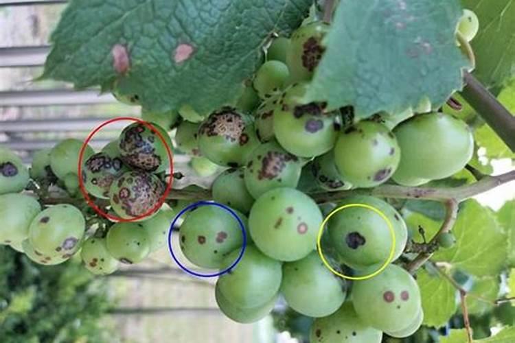 葡萄叶上面有不规则的黑斑是什么病？