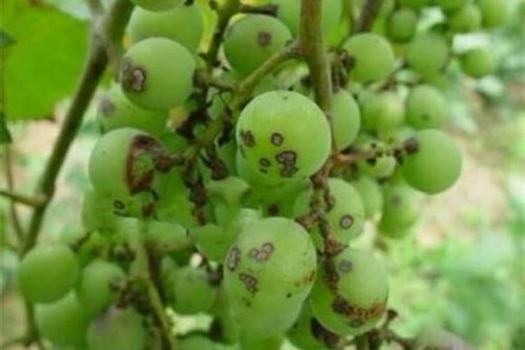 葡萄叶子黑斑病需要打什么药