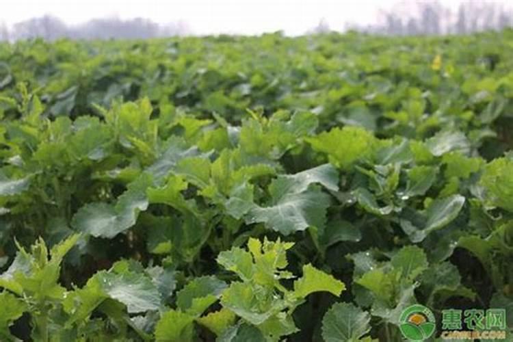 为什么种植油菜要增施硼肥？增施硼肥的好处有哪些？