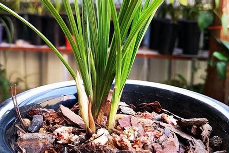 养花根烂掉是什么原因施肥过量烧根怎样补救