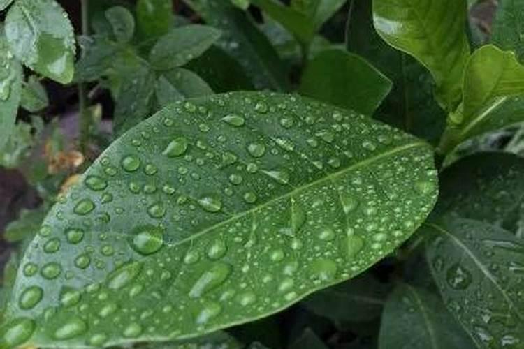 花叶用什么擦又绿又亮,花叶变绿喷什么东西