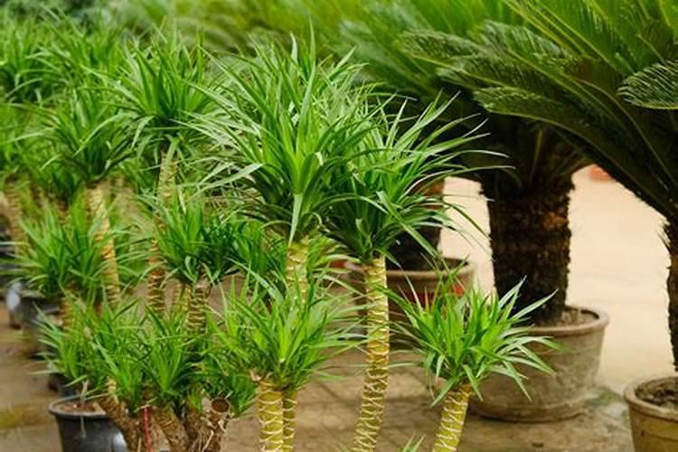 香龙血树需要多久施一次化肥？可以选择哪一种化肥？