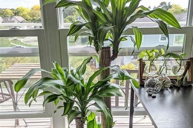 香龙血树的养殖方法和注意事项