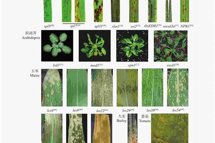 磷肥施得多有什么害处？为什么呢？