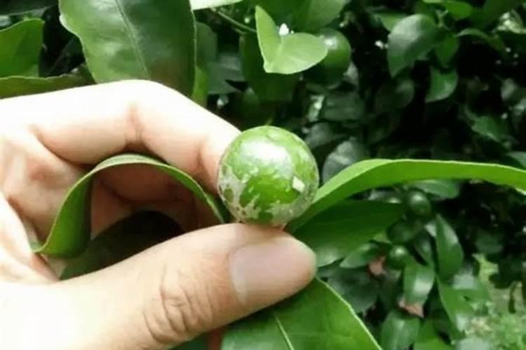 八冃份脐橙可以打芸苔素吗？